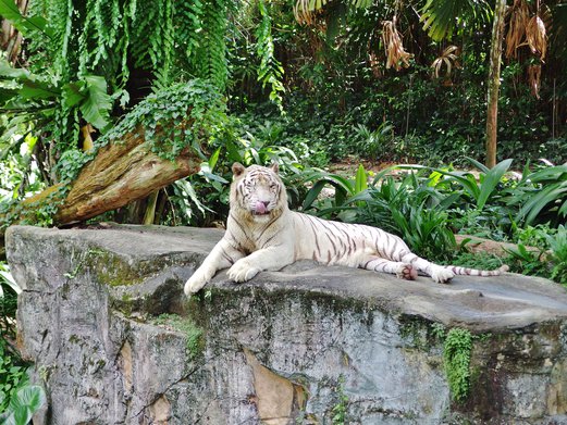 A Day At The Singapore Zoo 